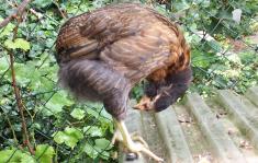 20082015 tic poulette araucana fait sa toilette