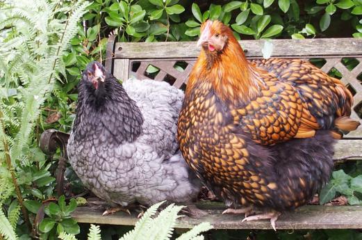 21102015 poulettes sur un banc au soleil 5