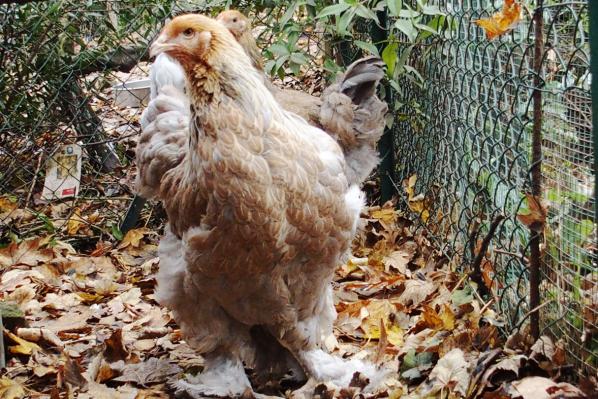 22112016 jeune brahma curieuse