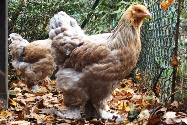 22112016 jeunes poules brahma