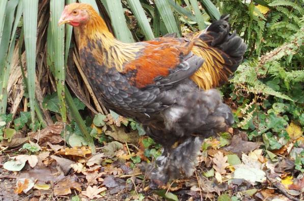 22112016 keff jeune coq brahma