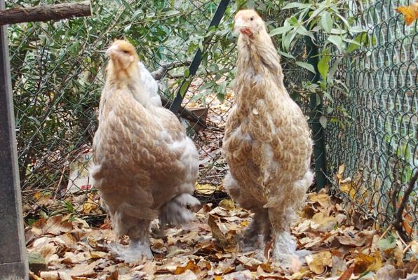 22112016 les jeunes brahma a leur arrivee