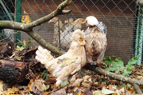 22112016 poules huppees decouvrant les brahmas