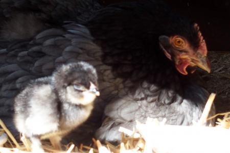 23032016 blackberry et son poussin bleu 1