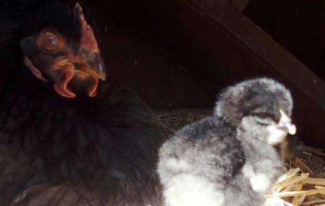 23032016 blackberry et son poussin