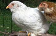 23082015 chouppa et picatchou poulettes inseparables