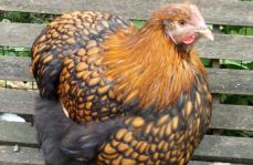 25092015 portrait de fannie poulette ofaln 1