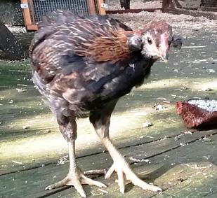 27052016 poulette ou poulet araucana de 2 mois 1