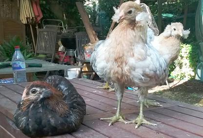 27052016 poulettes araucana de 2 mois sur le coffre