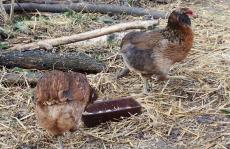 30122015 poules araucana saumone dore brun 1