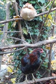 31102015 coquelet et poulette araucana perches