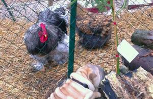 Chien coq et poule reduit