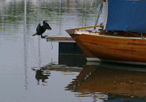 Cormoran qui se seche au bout d un ponton
