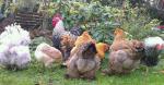 Groupe cochins et orpis 1