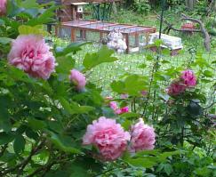 Reinstallation dans jardin en fleurs