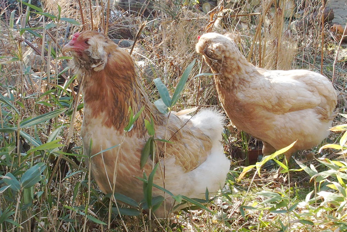 Chouppi et Edith, poules Araucana en vadrouille