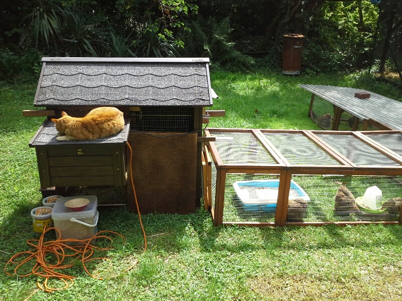 Chatte sur le pondoir
