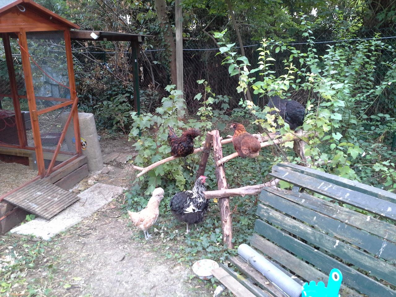 Perchoir près du poulailler