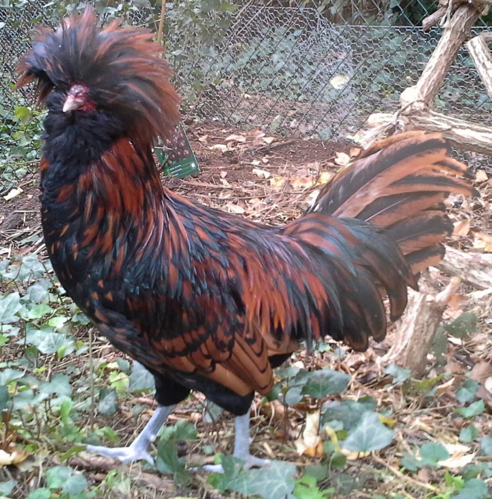 Nino, coq Padoue doré, hélas grand chanteur