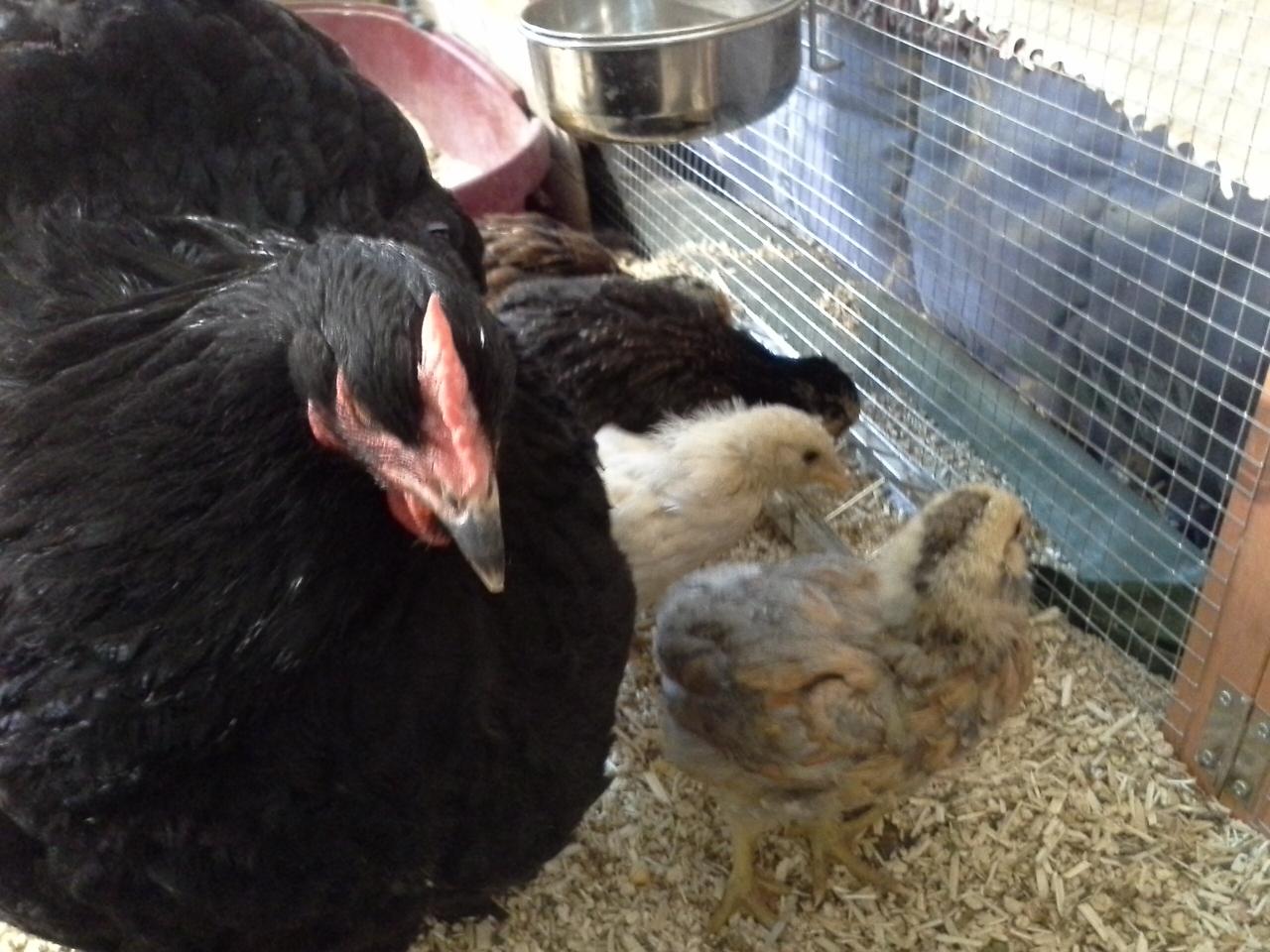 Poussins Araucana a quatre semaines