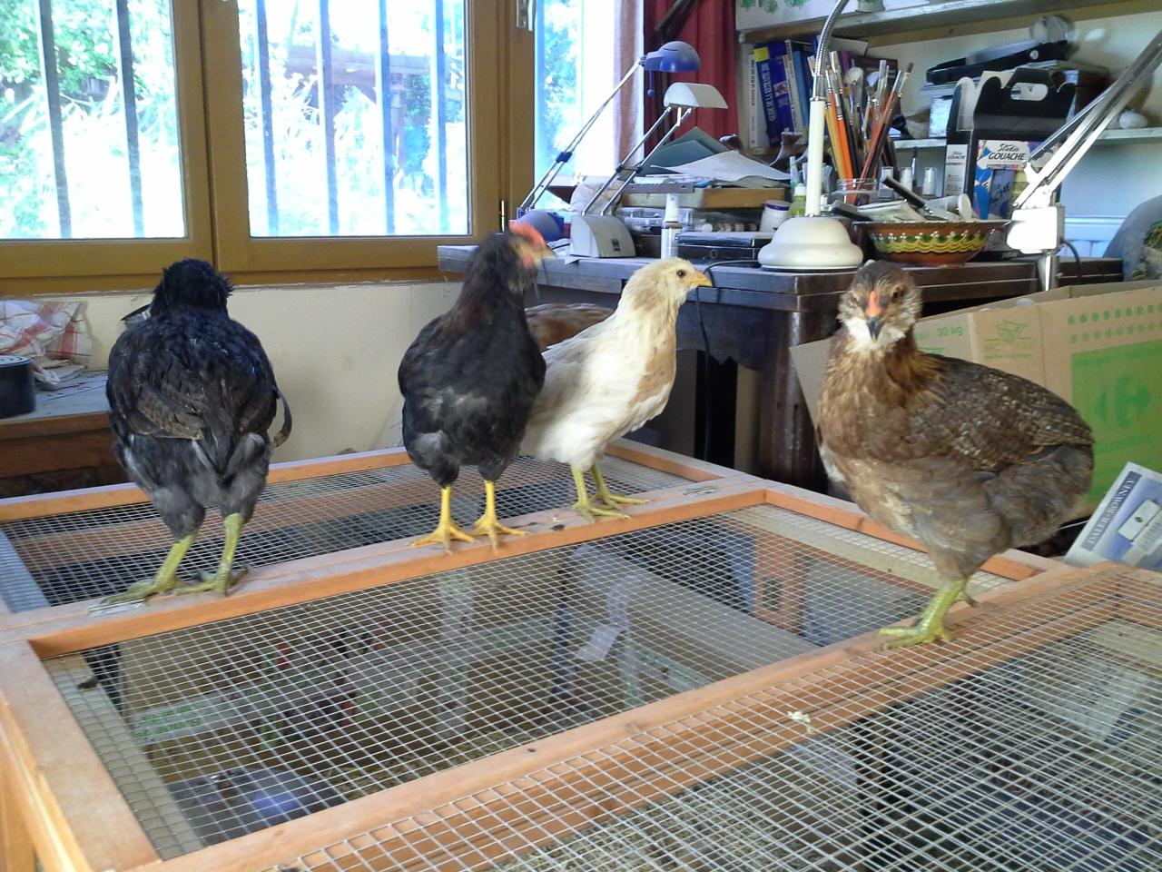 Les grands poussins Araucana sur leur parcours début mars 2014