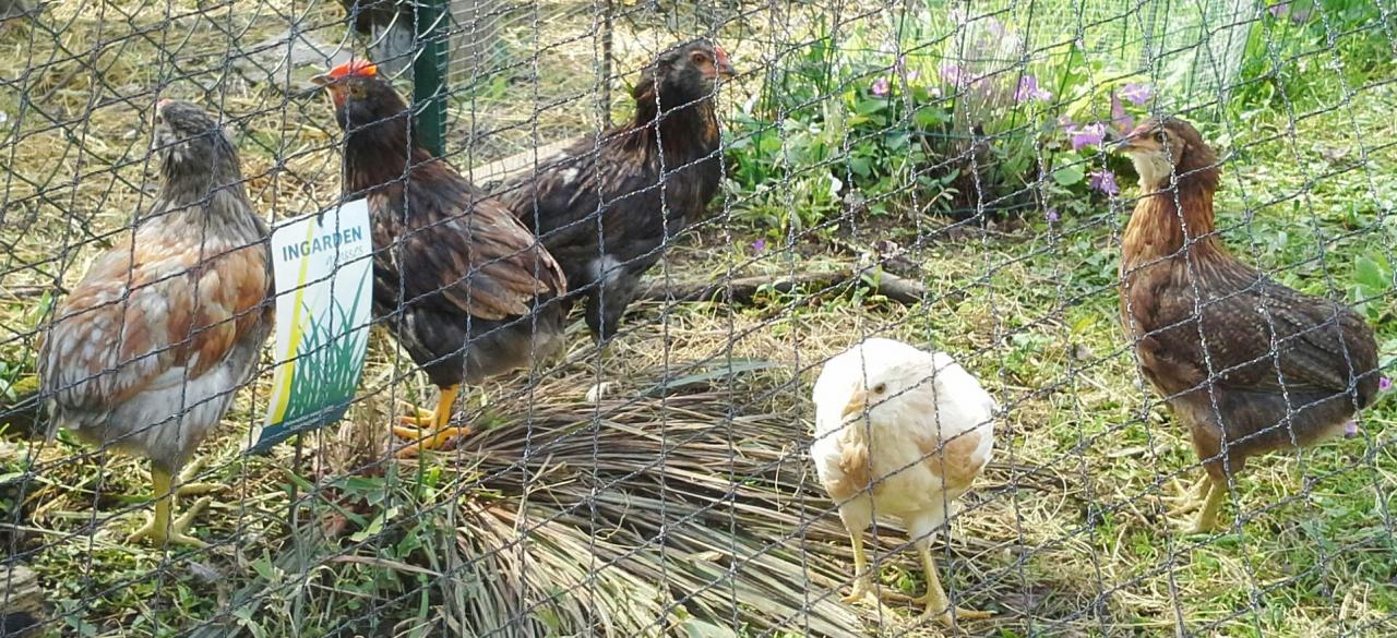 Poulets araucana