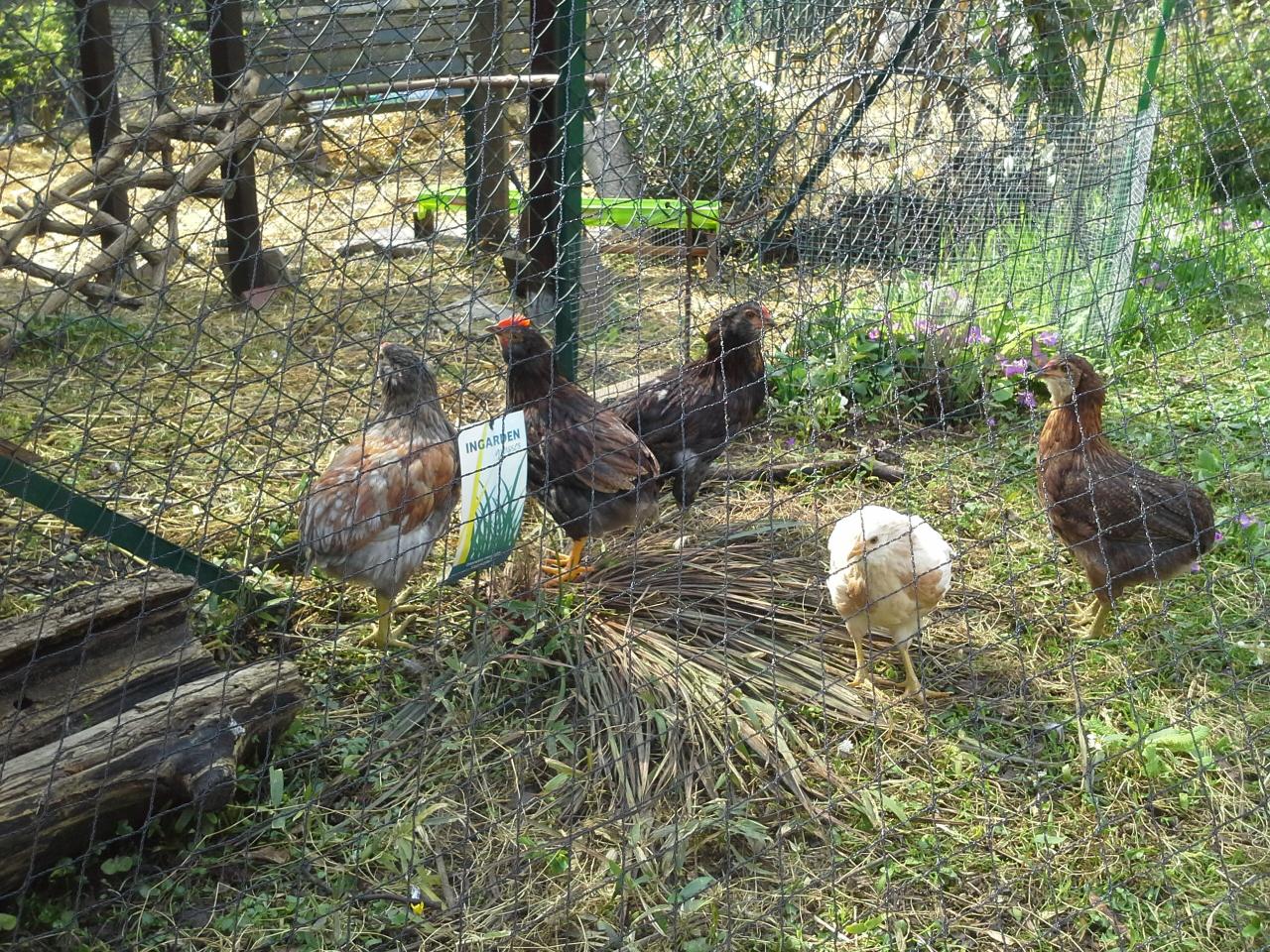 Araucanas dans le jardin sous le filet