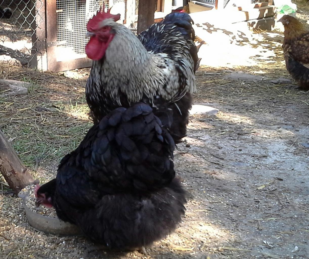 Théo,  coq orpington argenté sans liserés noirs