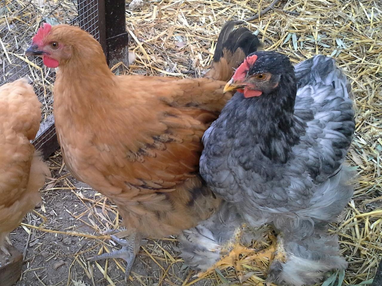 Coquelet Orpington doré et coquelet Cochin bleu