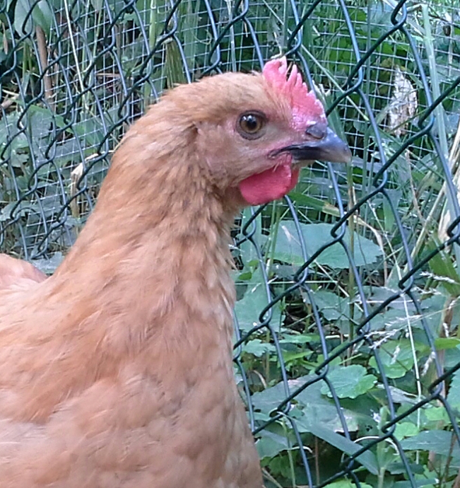 Coquelet orpington doré a trouvé un poulailler