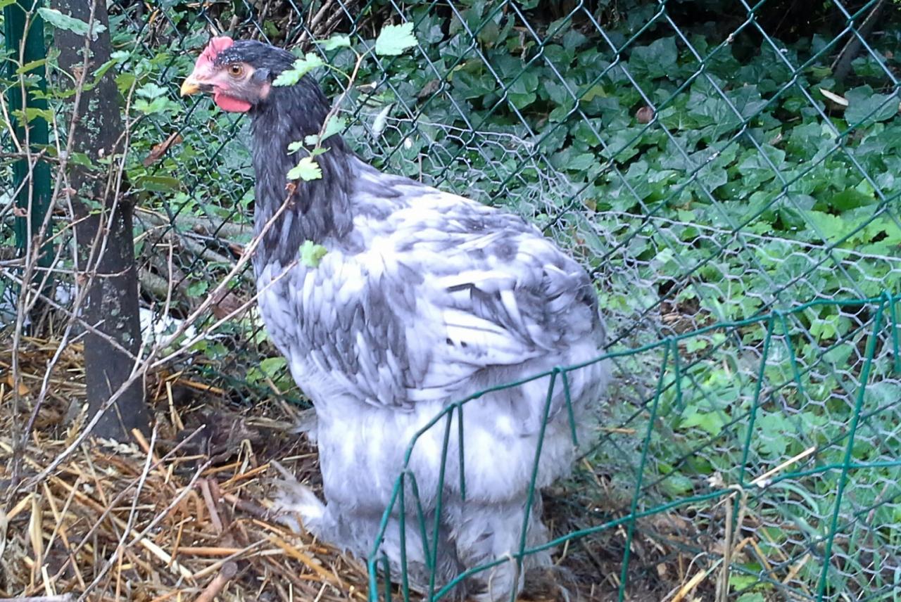 Patty, coquelet Cochin bleu a 3 mois