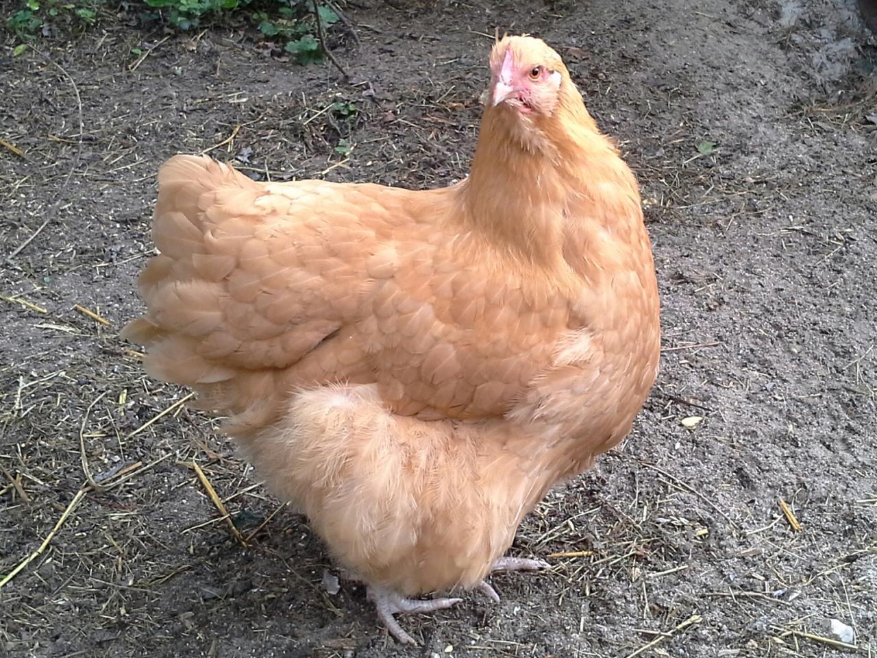 Jeune poule Orpington fauve de 6 mois