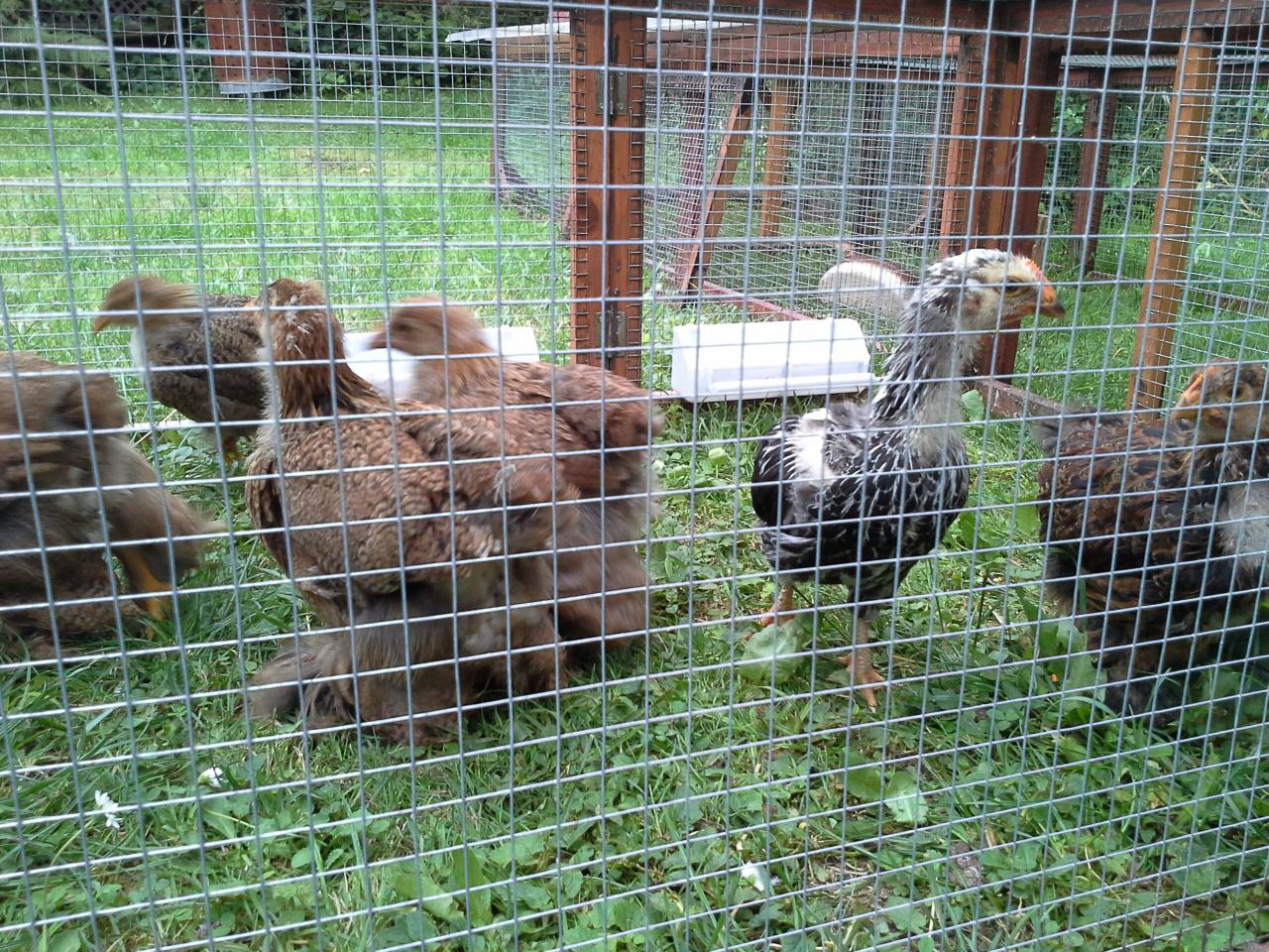 Poussins d'avril en parcours exterieur