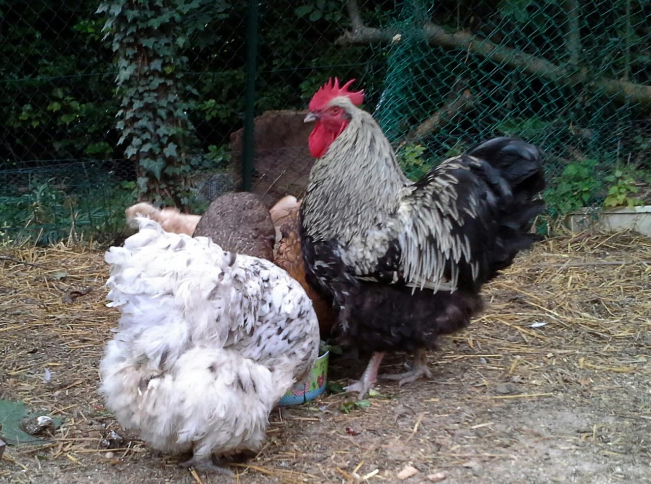 Théo, maître coq Orpington