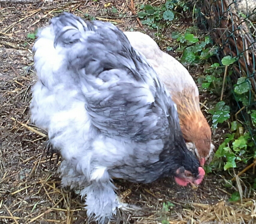 Coquelet cochin bleu cherchant des vers