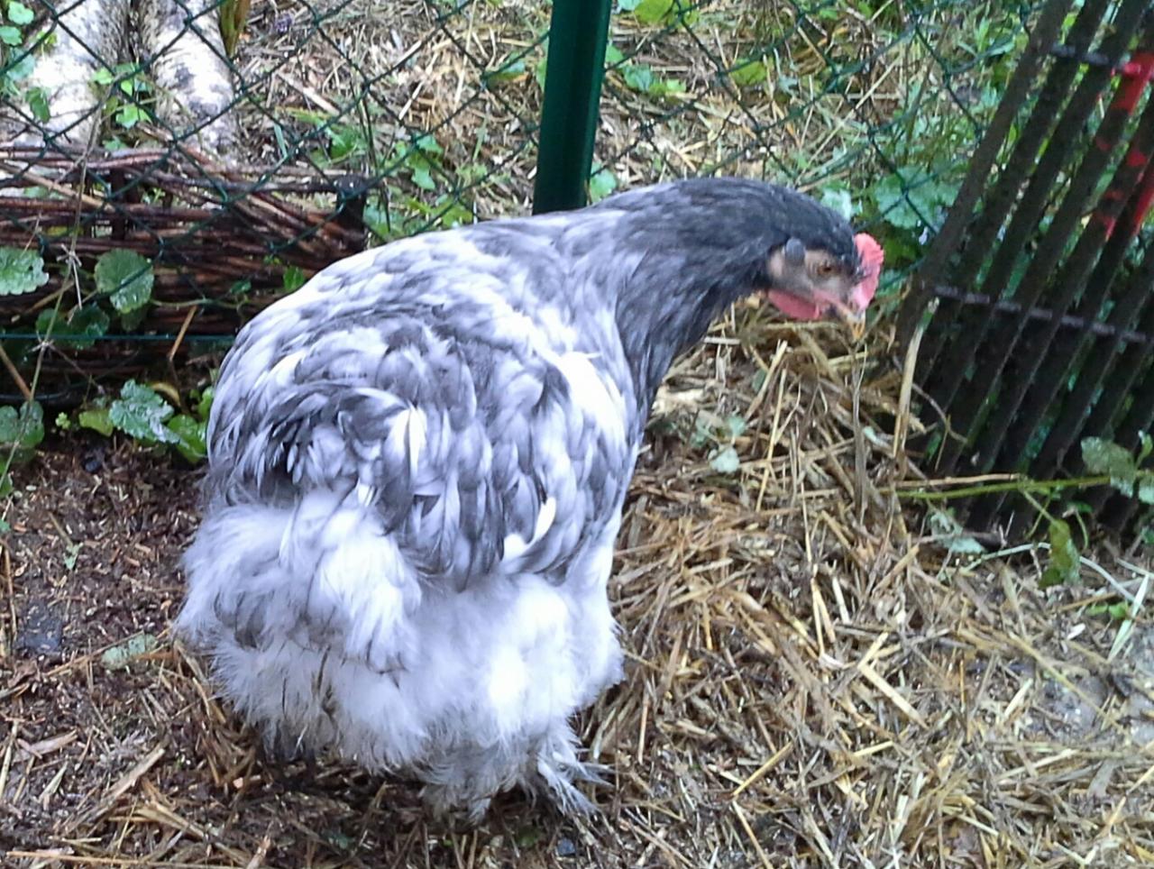 Coquelet Cochin bleu guettant une mouche