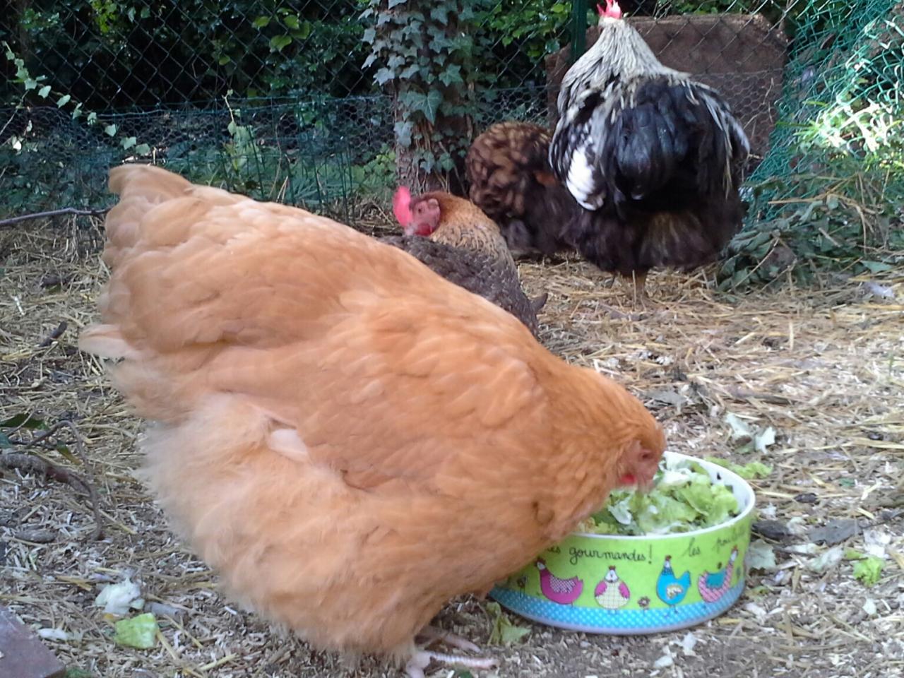 Mimi, jeune orpi, attaque le plat de verdure