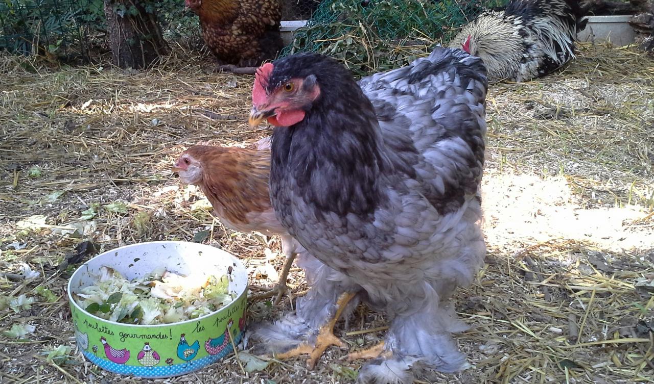 Patty et Chouppi, toujours inséparables,  devant le plat de salade