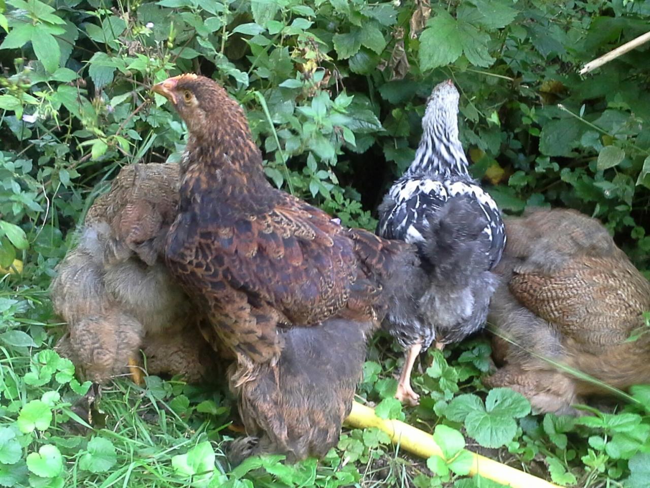 Les coquelets Cochin et Orpington à 8 semaines