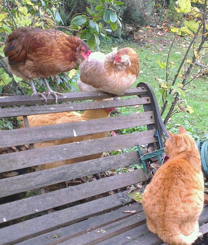Araucanas sur le banc avec la chatte