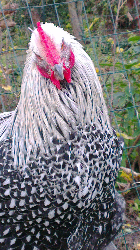 Portrait d'Atos, coq Orpi curieux