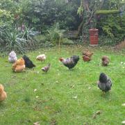 Coqs et poules dans le jardin de Graciane