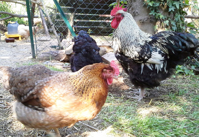 Bibi, la Bielefelder et Théo, coq Orpington