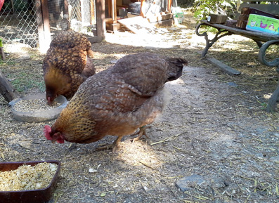 Bibi mange devant Liserette