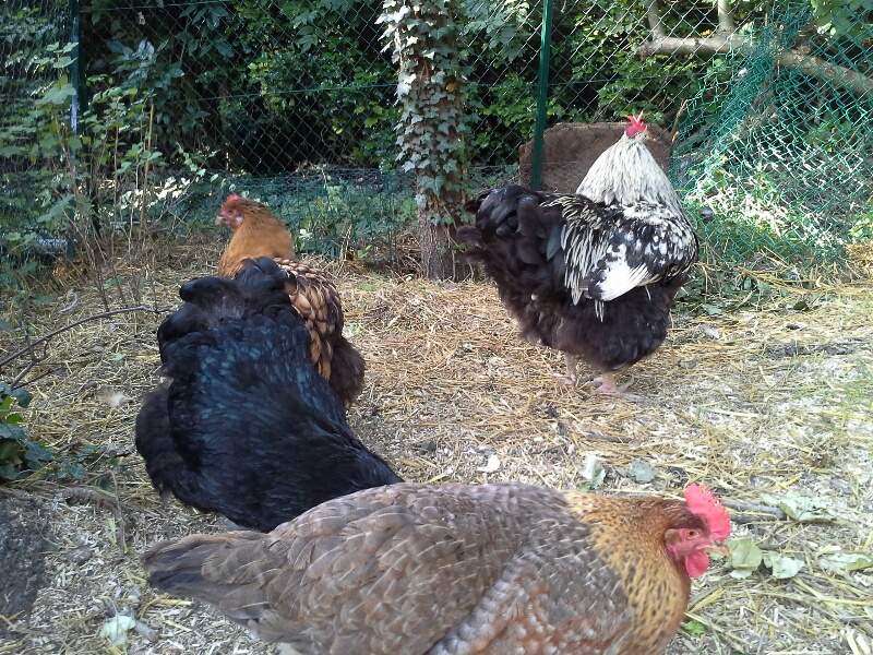 Bielfelder devant orpis
