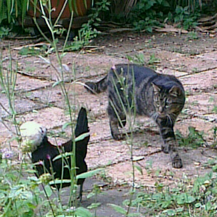 La chatte Satzuki contourne prudemment Koala
