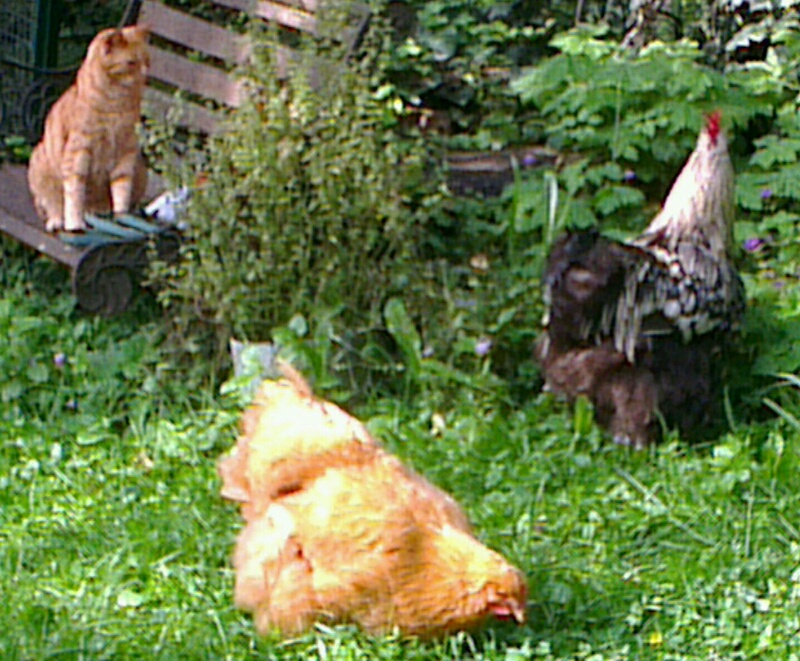 Chatte avec Orpingtons