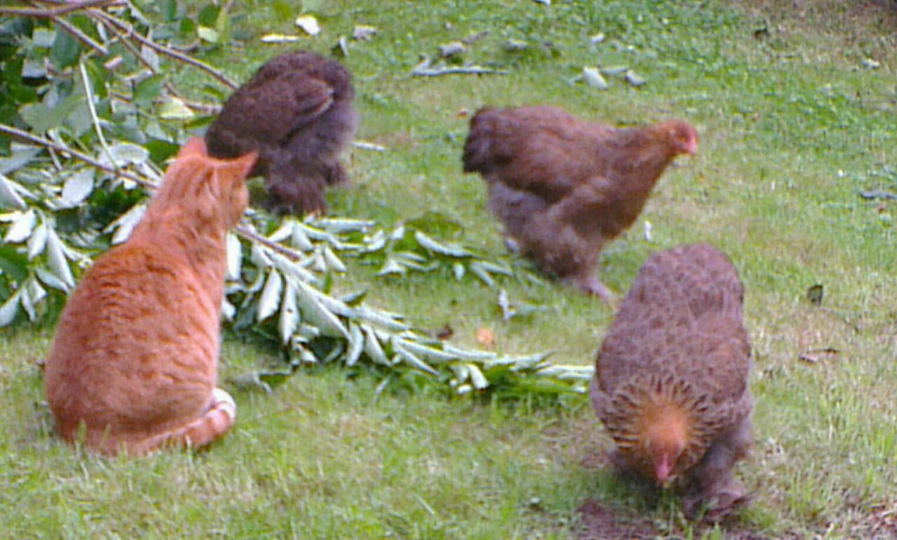 Chatte et jeunes cochins