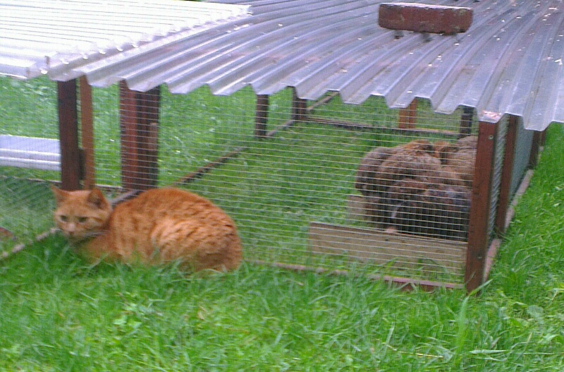 Chatte et poussins a l'abri