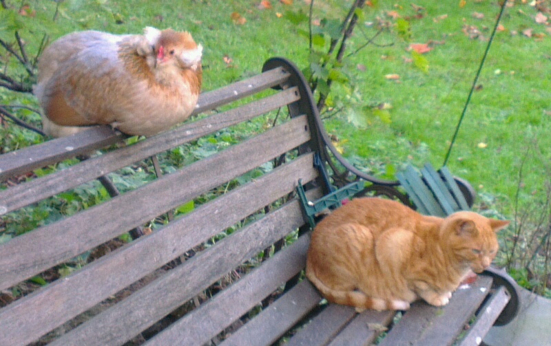 Chouppi et chatte sur vieux banc